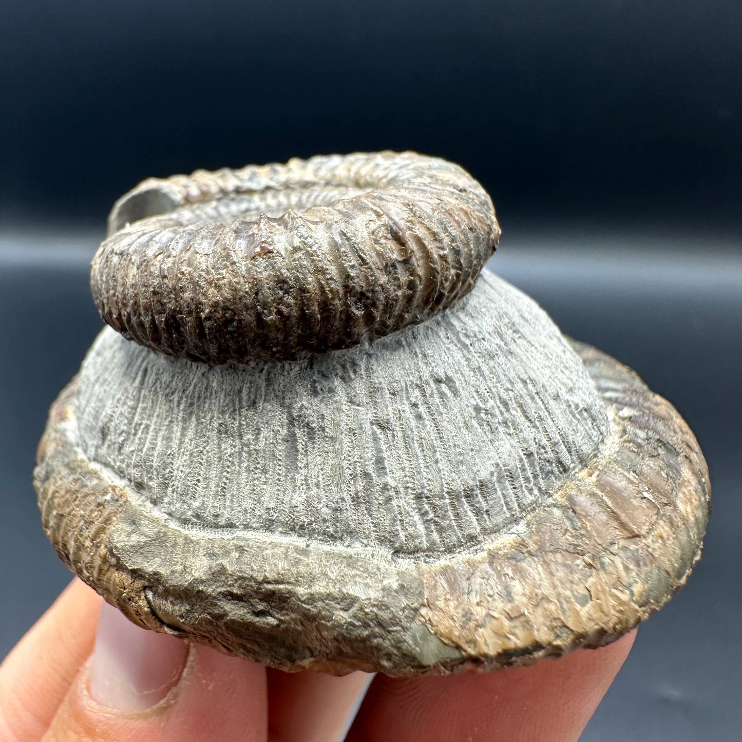 Dactylioceras Ammonite Fossil With Box And Stand - Whitby, North Yorkshire Jurassic Coast Yorkshire Fossils