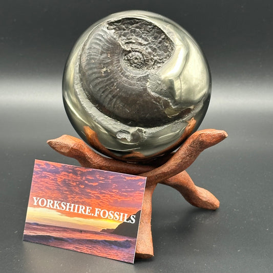 Golden Egg (GENUINE) Ammonite Fossil With Stand - Whitby, North Yorkshire Jurassic Coast Yorkshire Fossils