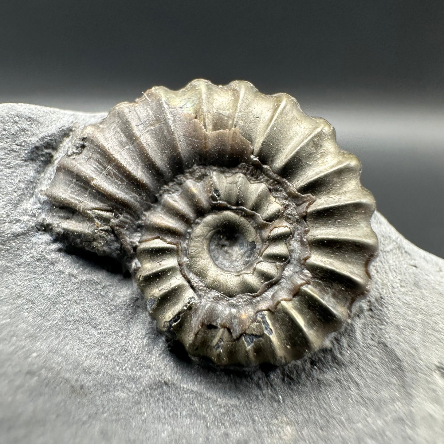 Promicroceras ammonite shell fossil with box and stand - Whitby, North Yorkshire Jurassic Coast Yorkshire Fossils