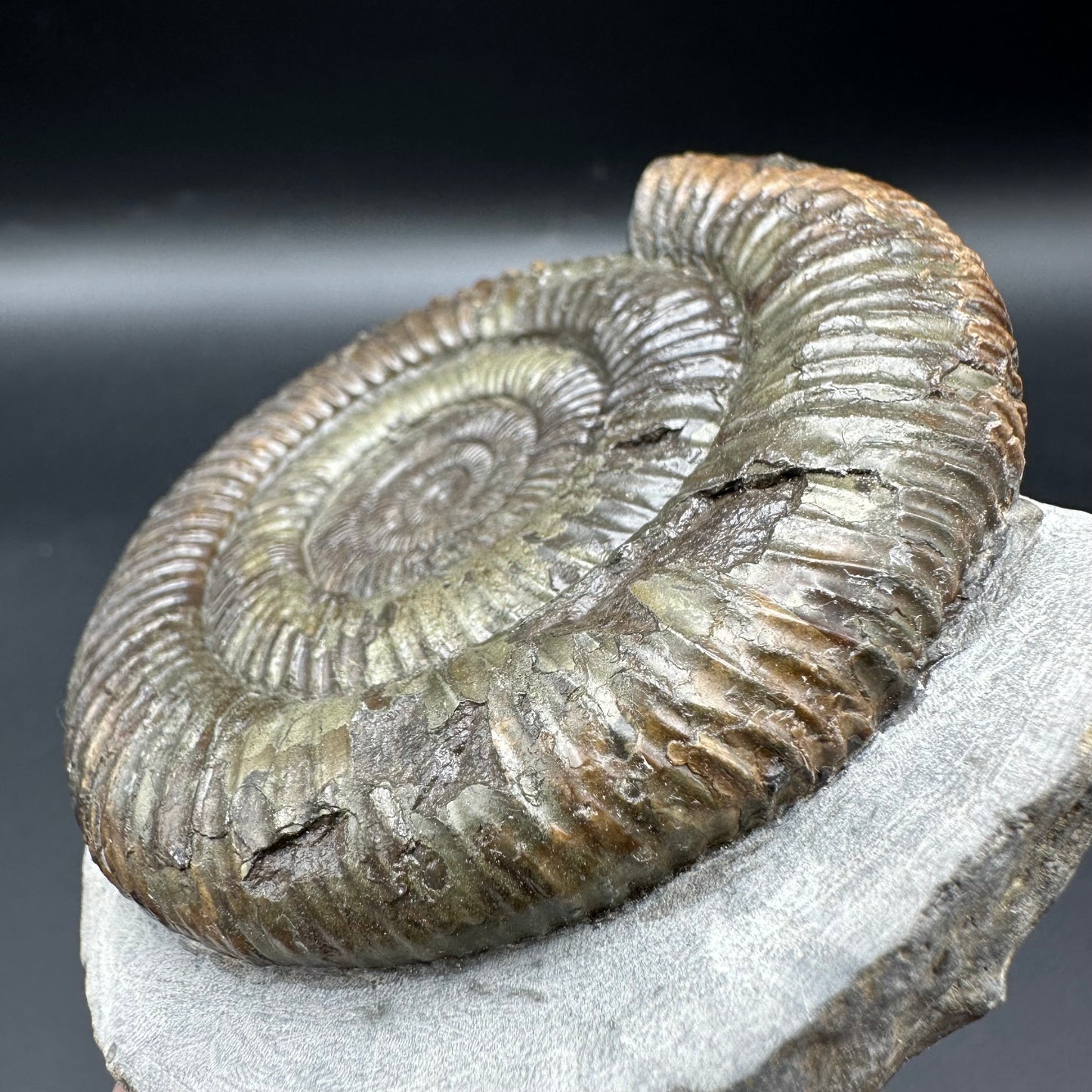 Dactylioceras Ammonite Fossil With Box And Stand - Whitby, North Yorkshire Jurassic Coast Yorkshire Fossils