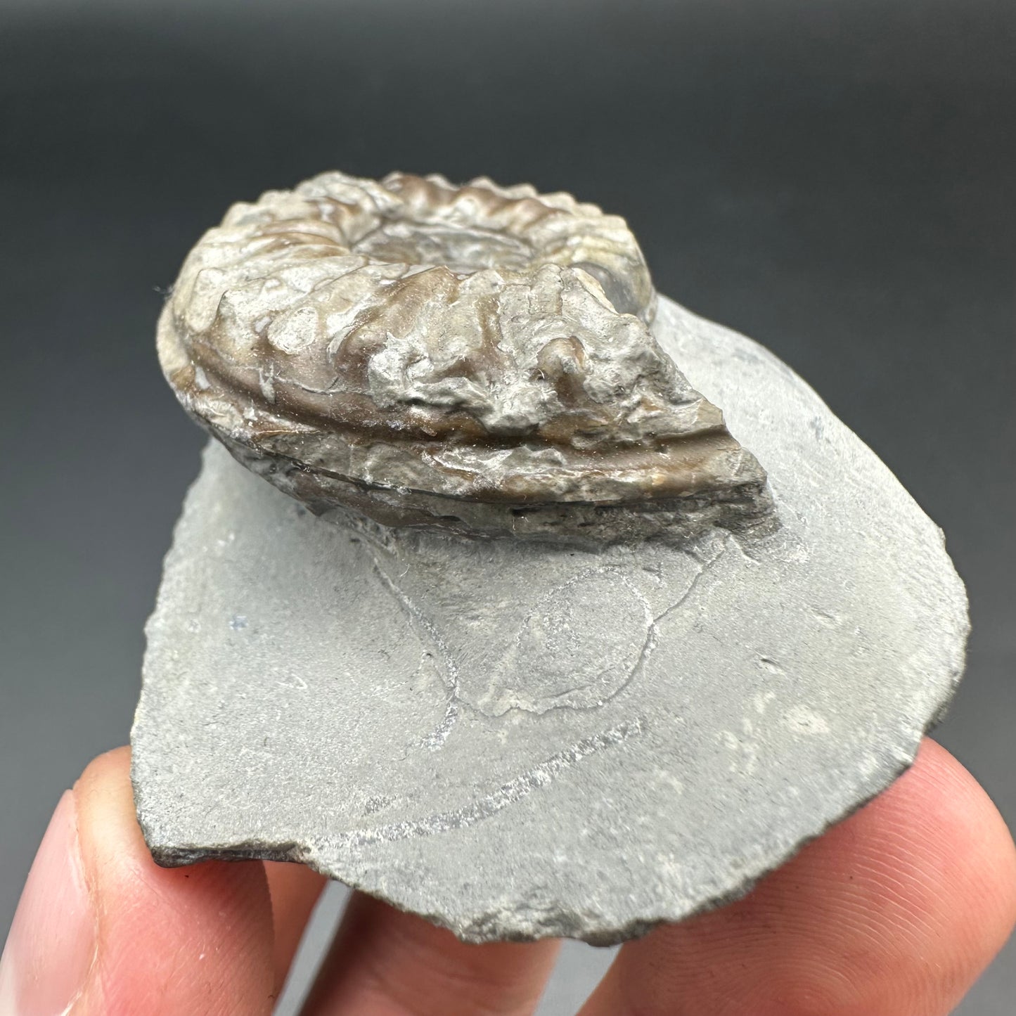 Agassiceras shell fossil with box and stand - Whitby, North Yorkshire Jurassic Coast Yorkshire Fossils