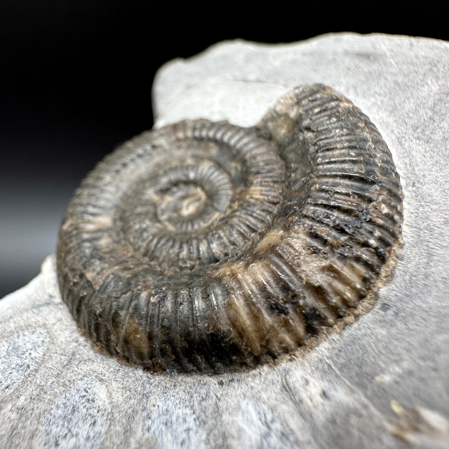 Dactylioceras Ammonite Fossil With Box And Stand - Whitby, North Yorkshire Jurassic Coast Yorkshire Fossils