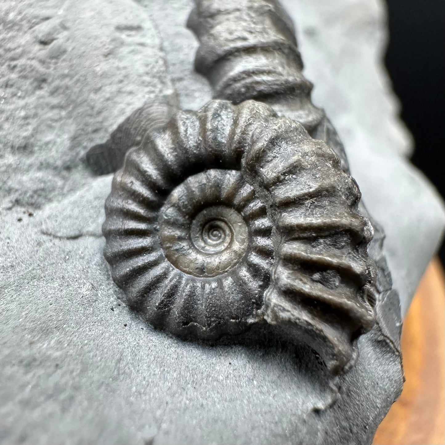 Promicroceras ammonite shell fossil with stand - Whitby, North Yorkshire Jurassic Coast Yorkshire Fossils