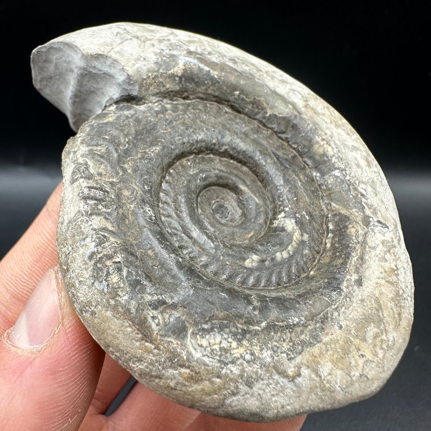 Hildoceras Bifrons Ammonite fossil with box and stand - Whitby, North Yorkshire Jurassic Coast, Yorkshire Fossils from the Jurassic Coast