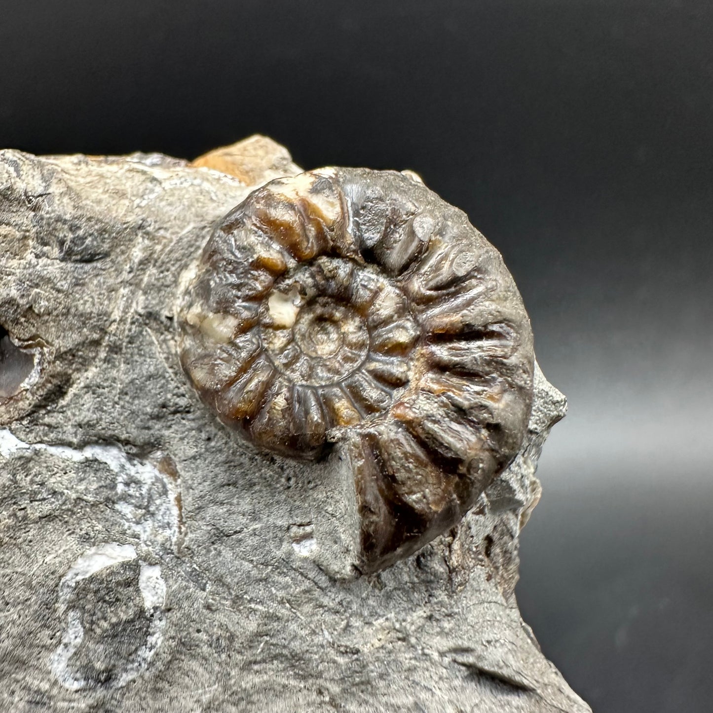 Amaltheus subnodosus Ammonite fossil with box and stand - Whitby, North Yorkshire Jurassic Coast Yorkshire Fossils