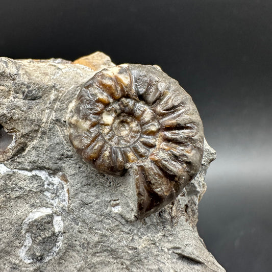 Amaltheus subnodosus Ammonite fossil with box and stand - Whitby, North Yorkshire Jurassic Coast Yorkshire Fossils