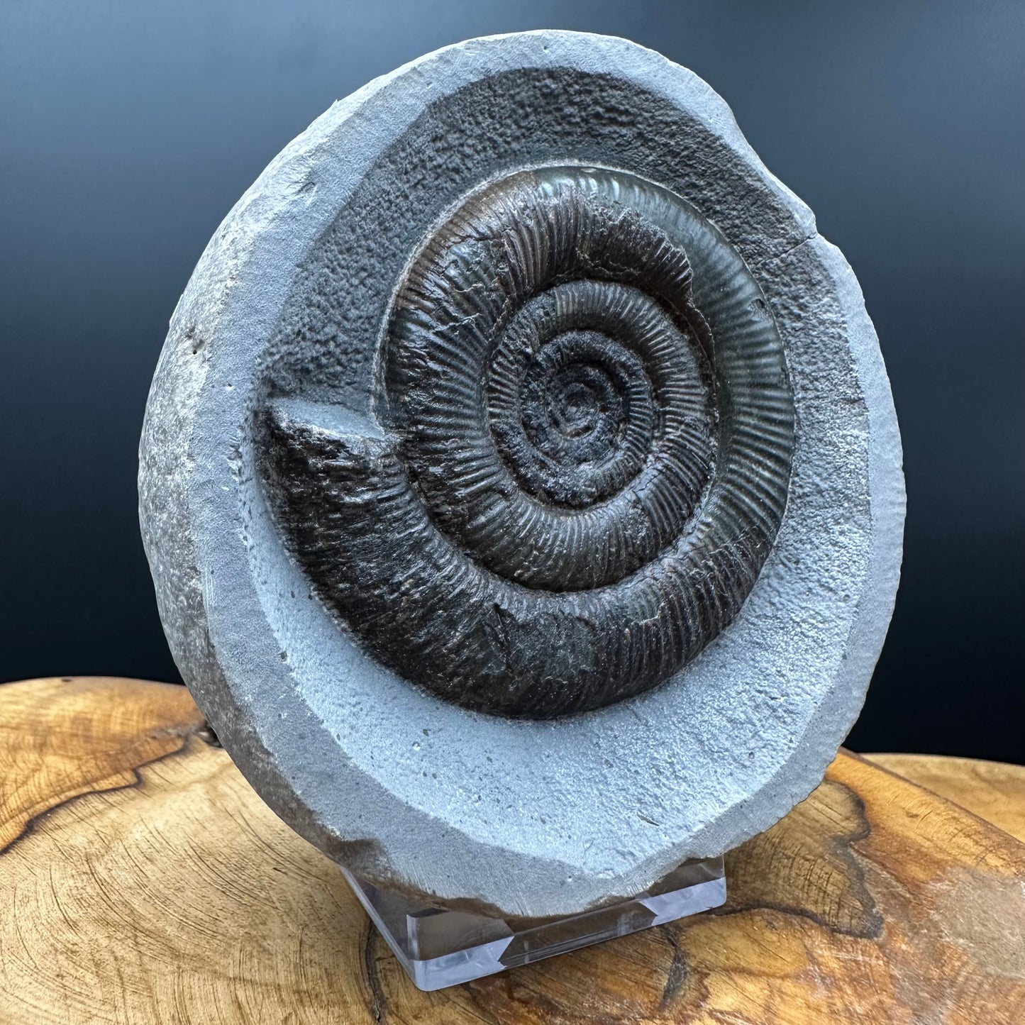 Dactylioceras tenuicostatum Ammonite fossil with box and stand - Whitby, North Yorkshire Jurassic Coast