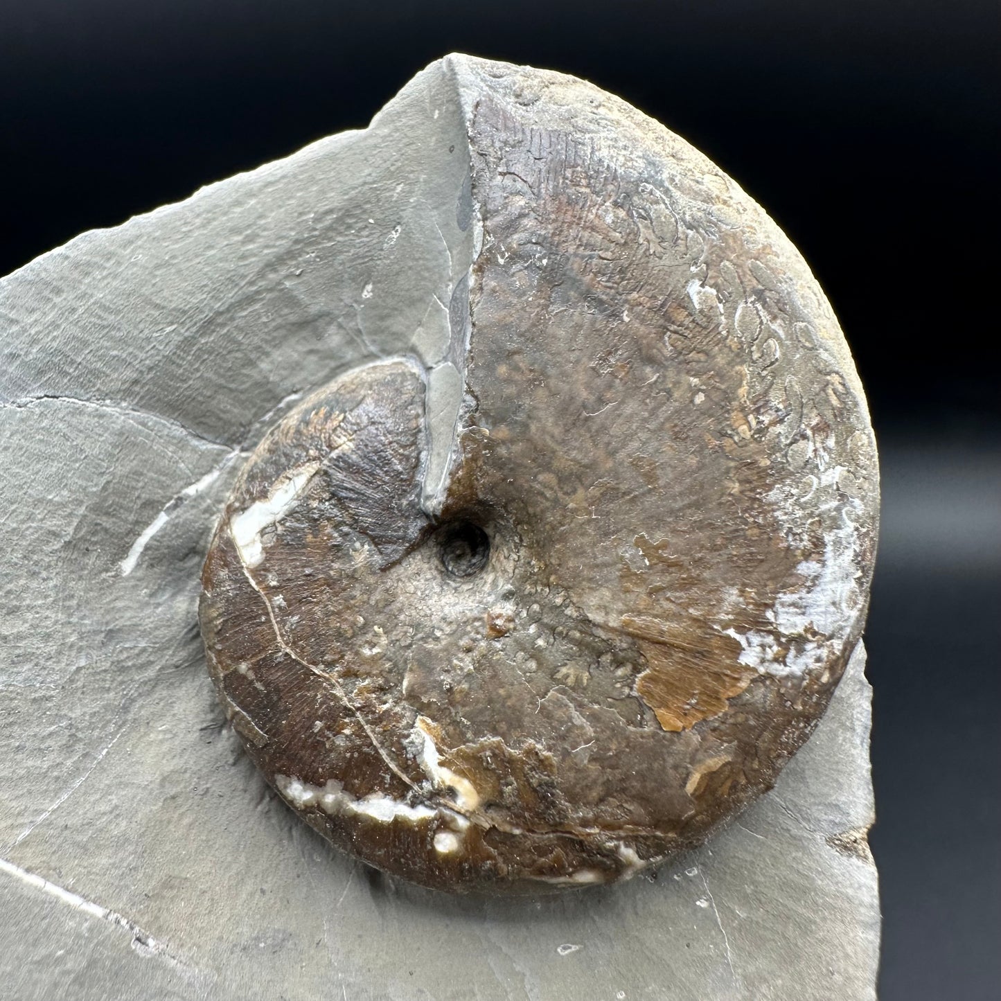 Phylloceras ammonite fossil with box and stand - Whitby, North Yorkshire Jurassic Coast, Yorkshire fossils