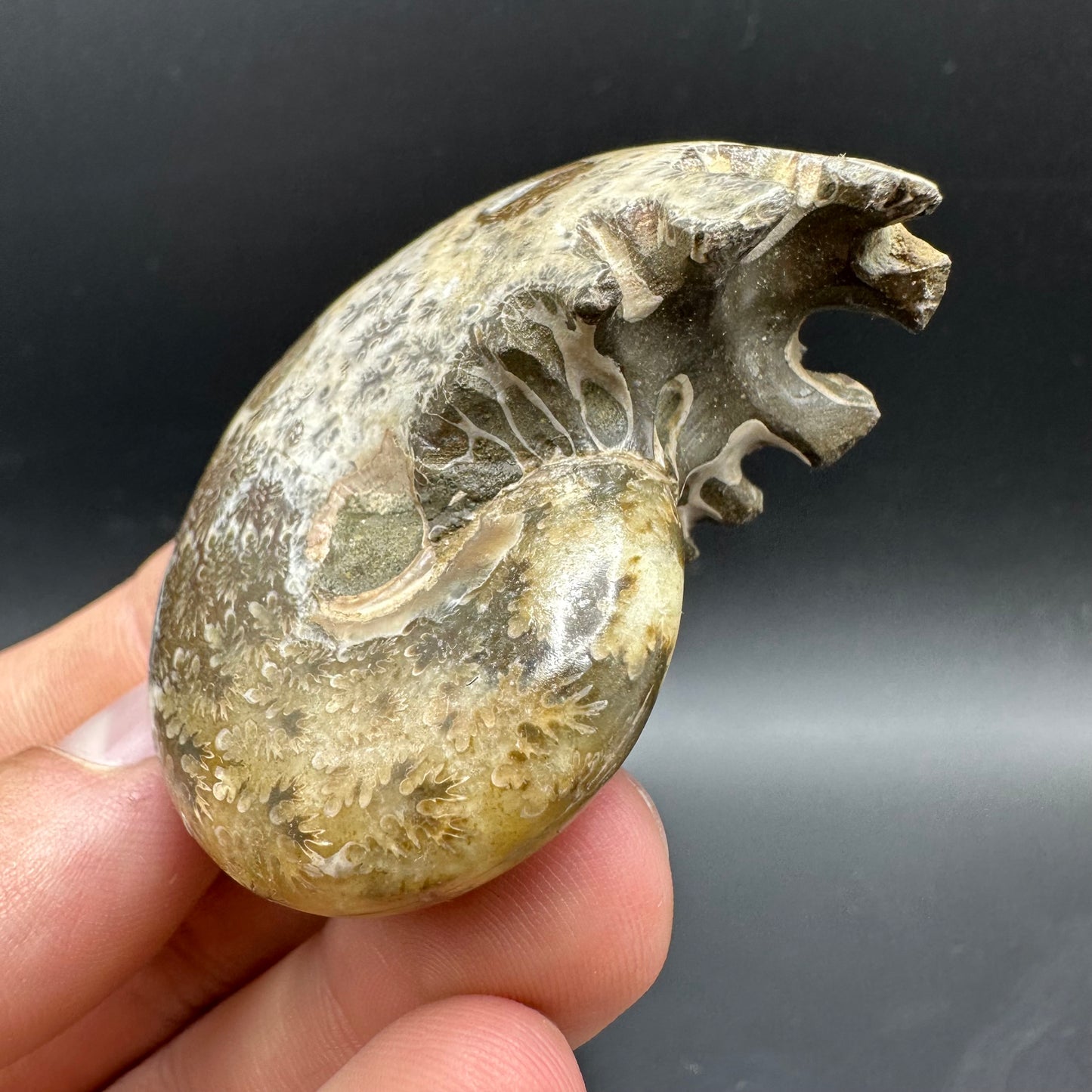 Phylloceras Ammonite Fossil With Box And Stand - Cretaceous Ammonite Madagascar