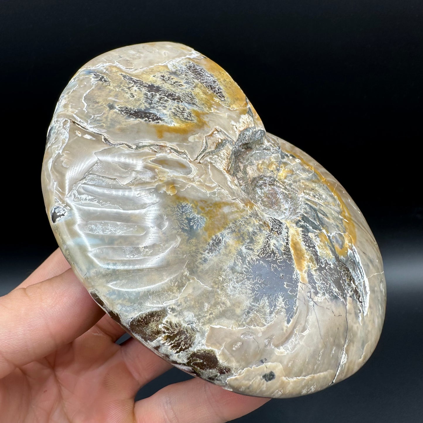 Cleoniceras Ammonite Fossil With Stand - Cretaceous Ammonite Madagascar