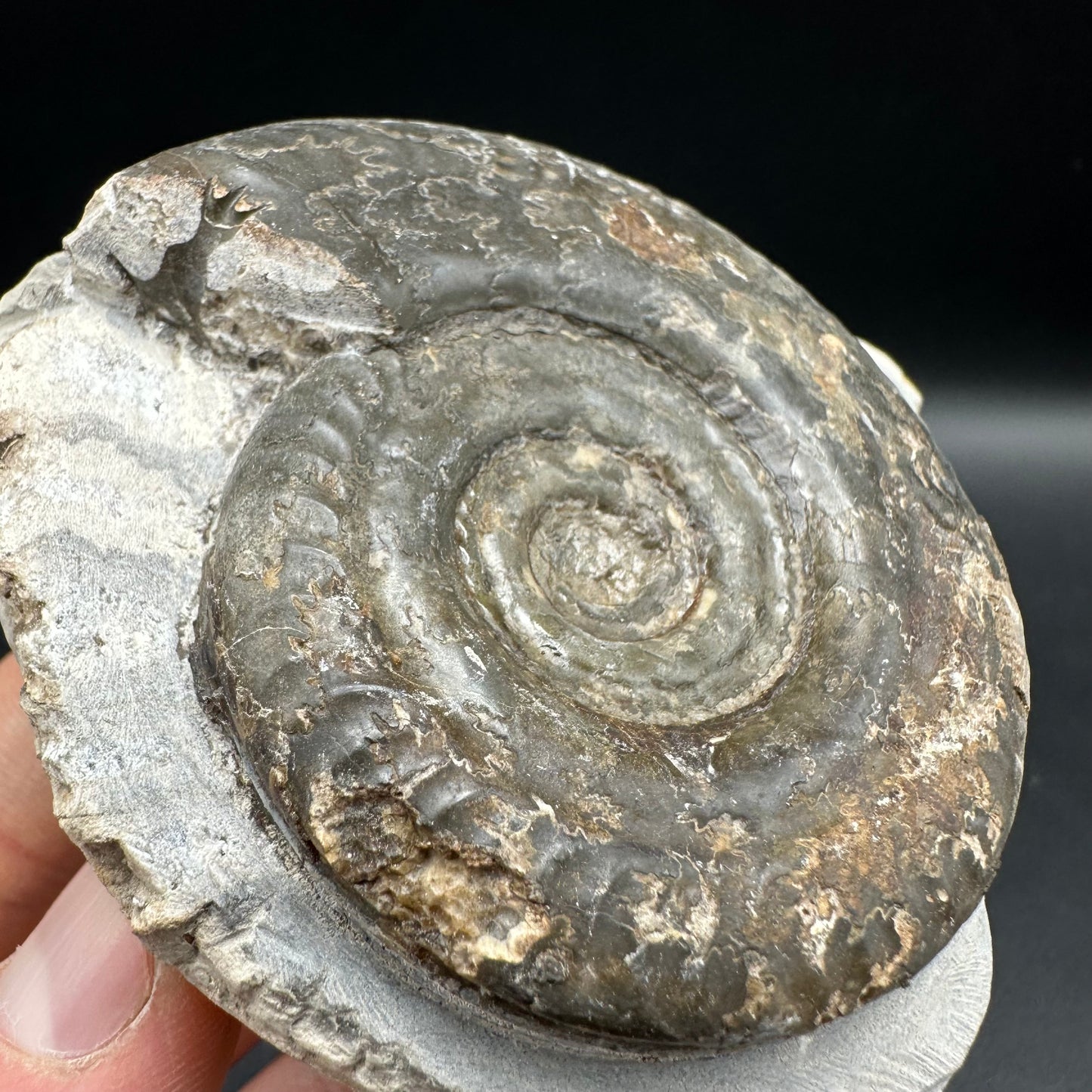 Hildoceras Bifrons Ammonite fossil with box and stand - Whitby, North Yorkshire Jurassic Coast, Yorkshire Fossils from the Jurassic Coast