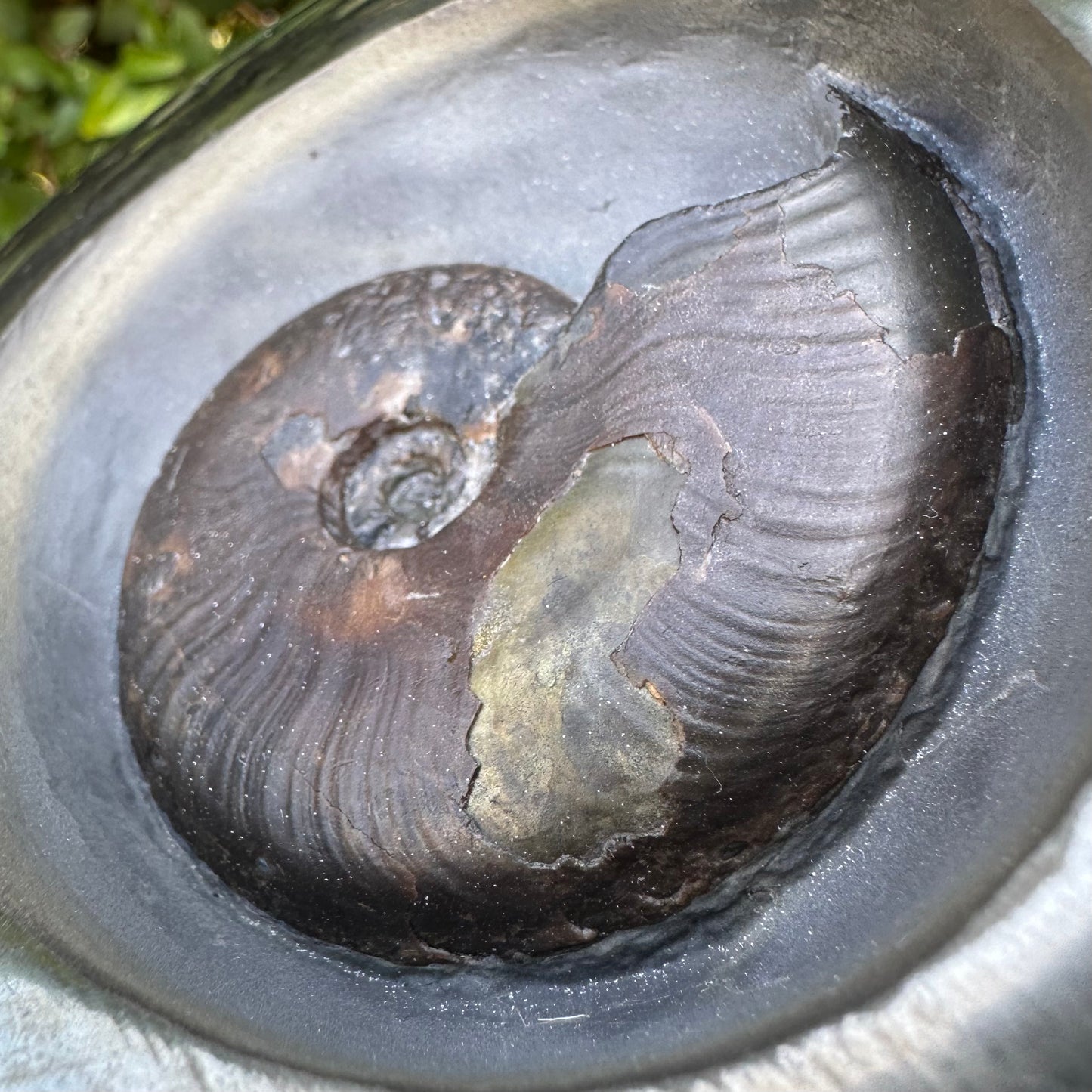 Golden Egg (GENUINE) Ammonite Fossil With Stand - Whitby, North Yorkshire Jurassic Coast Yorkshire Fossils