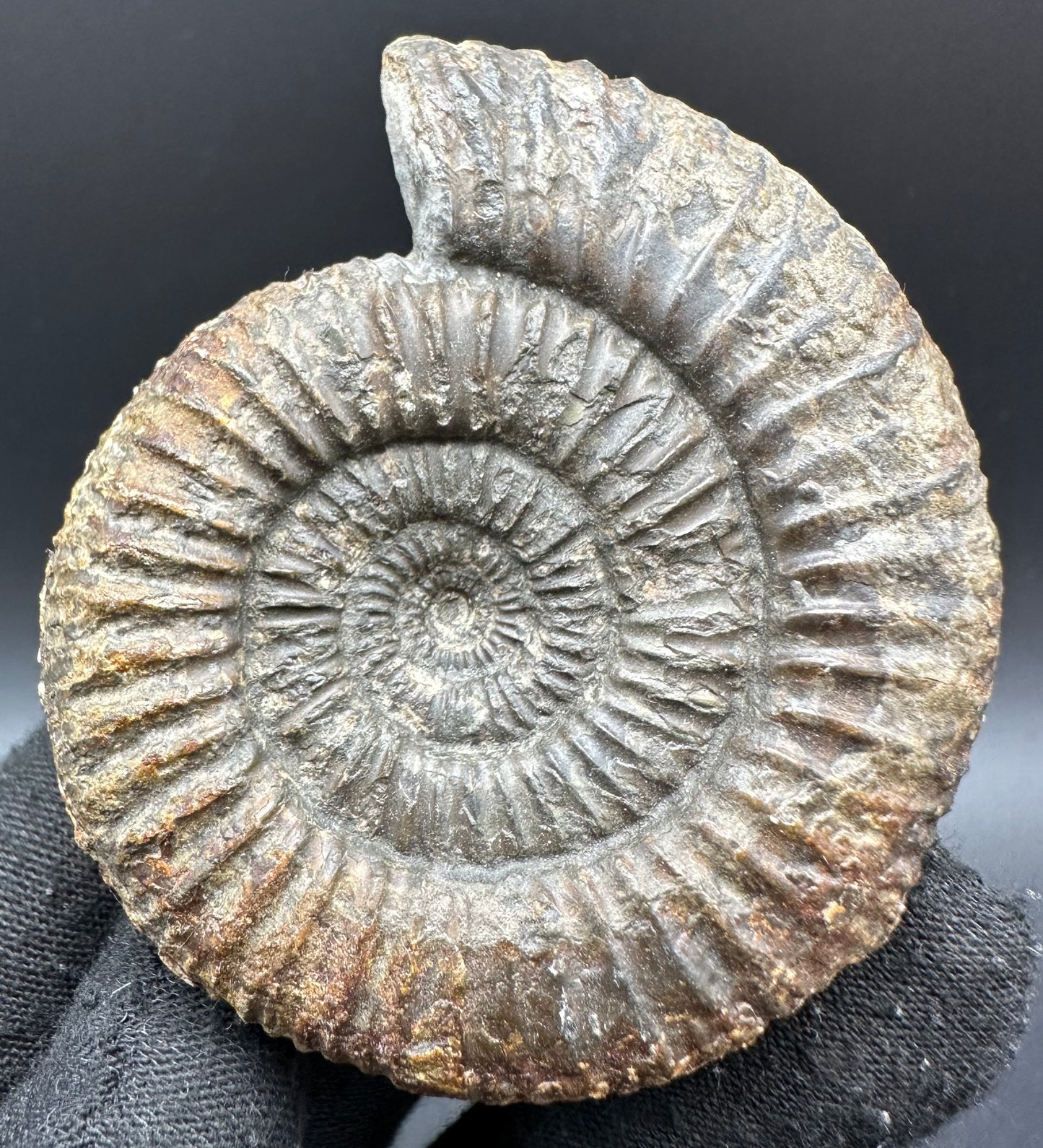 Catacoeloceras Sp. ammonite fossil with box and stand- Whitby, North Yorkshire Jurassic Coast Yorkshire Fossils
