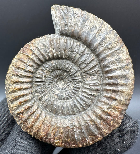 Catacoeloceras Sp. ammonite fossil with box and stand- Whitby, North Yorkshire Jurassic Coast Yorkshire Fossils