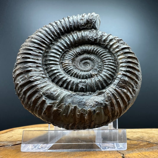 Dactylioceras Ammonite Fossil With box and Stand - Whitby, North Yorkshire Jurassic Coast Yorkshire Fossils