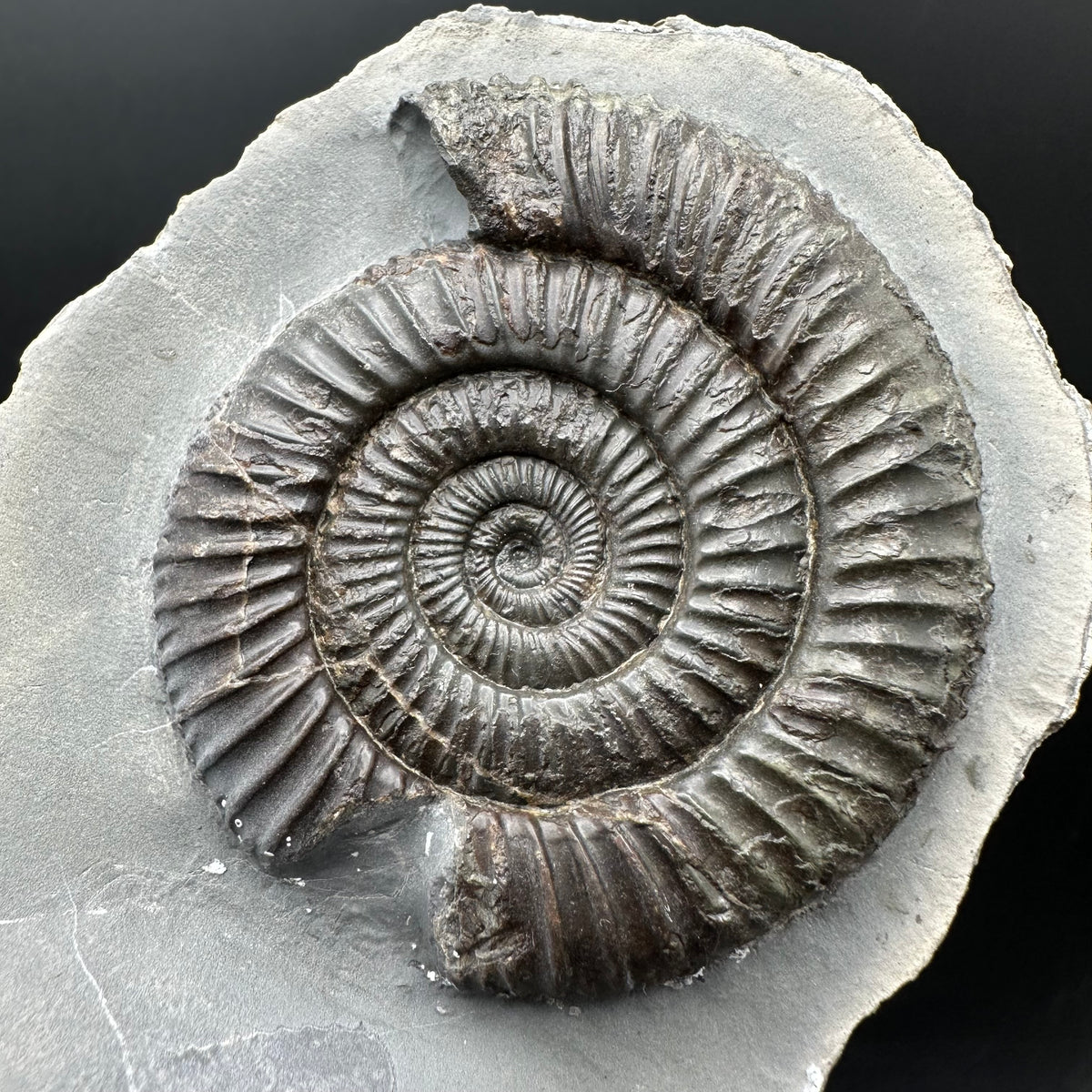 Dactylioceras Ammonite Fossil With Stand - Whitby, North Yorkshire Jurassic Coast Yorkshire Fossils