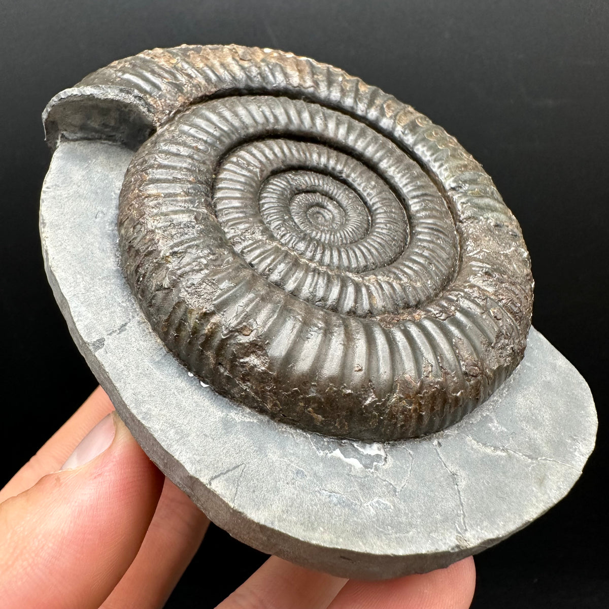 Dactylioceras Ammonite Fossil With Stand - Whitby, North Yorkshire Jurassic Coast Yorkshire Fossils