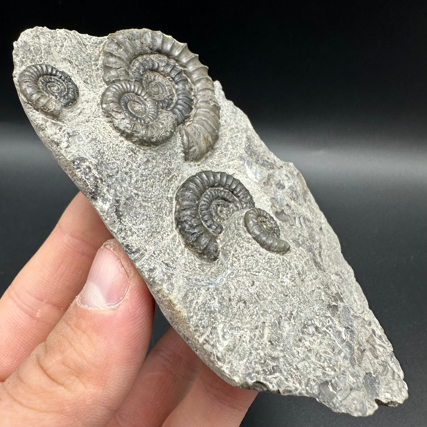 Arnioceras ammonite shell fossil with box and stand - Whitby, North Yorkshire Jurassic Coast Yorkshire Fossils