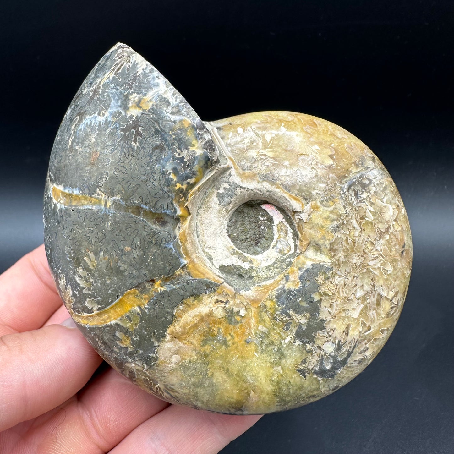Puzosia Ammonite Fossil With Box And Stand - Cretaceous Ammonite Madagascar