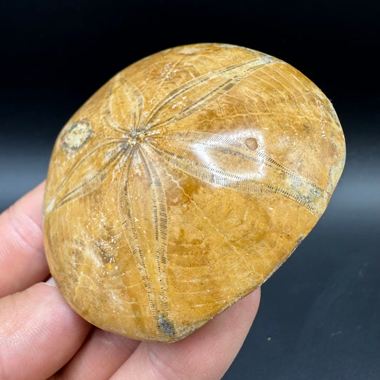 Holectypus Sea Urchin Fossil With Box And Stand - Middle Jurassic Madagascar