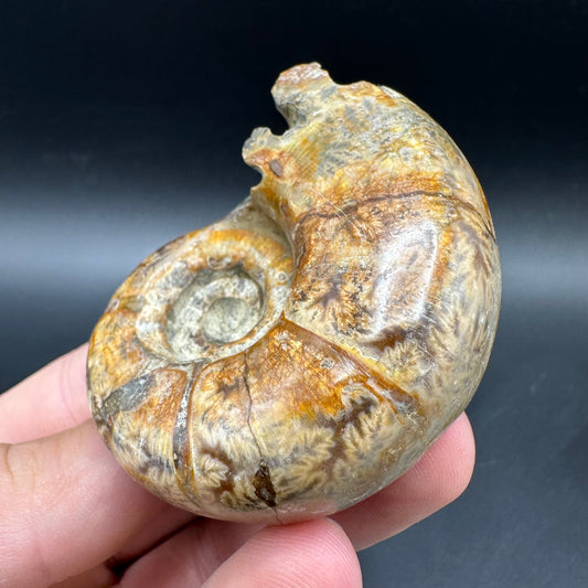 Lytoceras Ammonite Fossil With Box And Stand - Cretaceous Ammonite Madagascar
