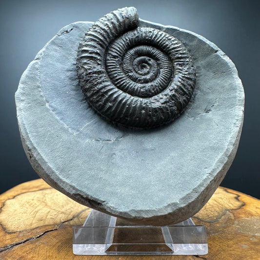 Dactylioceras Ammonite Fossil With box and Stand - Whitby, North Yorkshire Jurassic Coast Yorkshire Fossils