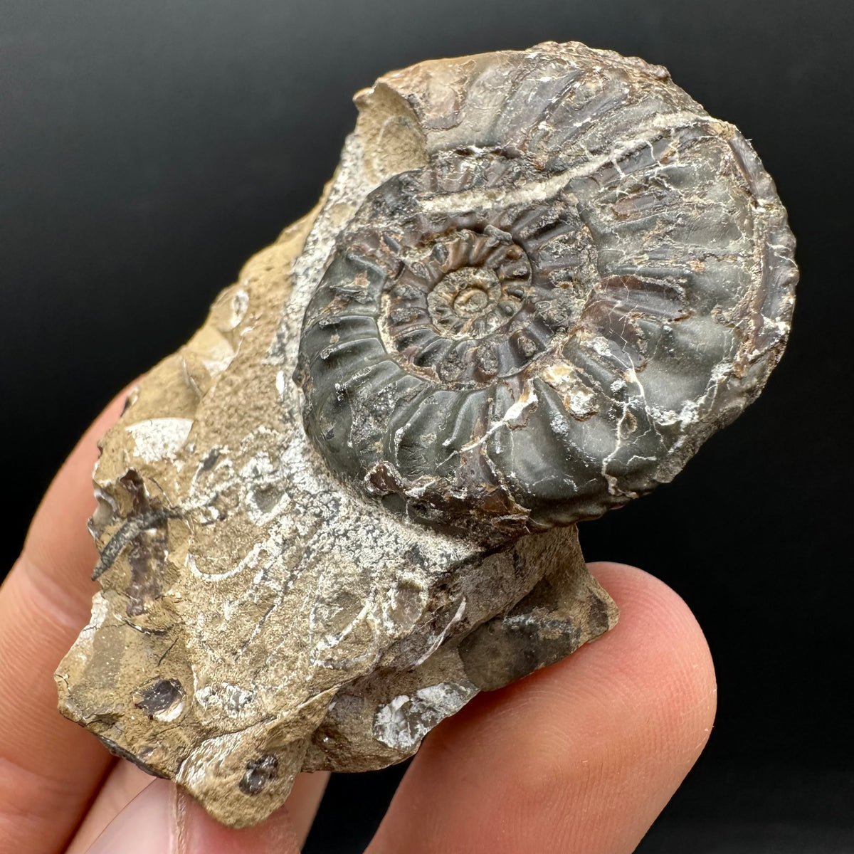 Amaltheus subnodosus Ammonite fossil with stand - Whitby, North Yorkshire Jurassic Coast Yorkshire Fossils