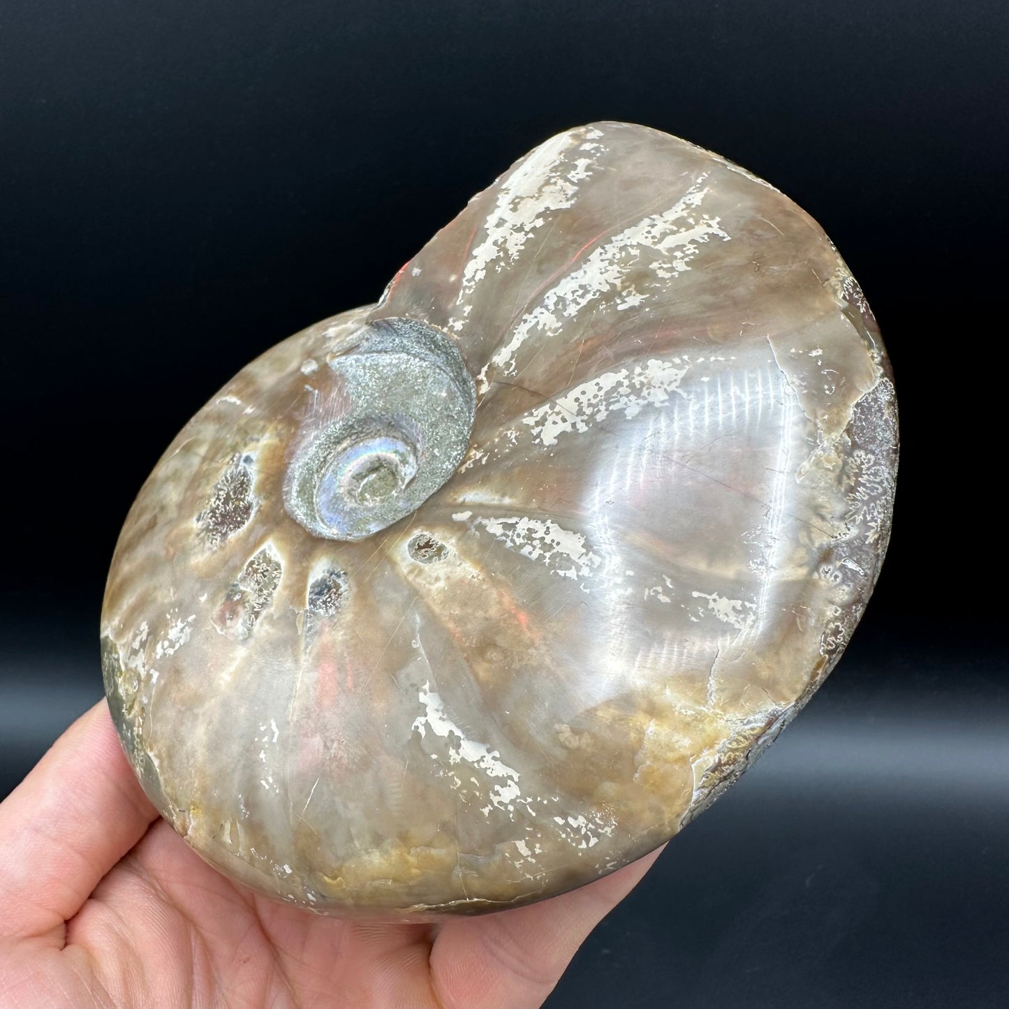 Cleoniceras Ammonite Fossil With Stand - Cretaceous Ammonite Madagascar