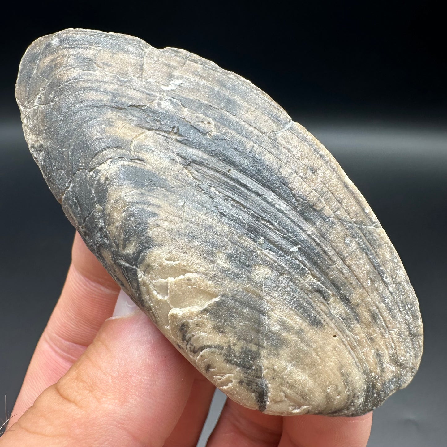 Shell fossil with box and stand - Whitby, North Yorkshire, Jurassic Coast, Yorkshire Fossils