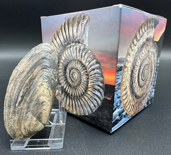 Shell fossil with box and stand - Whitby, North Yorkshire, Jurassic Co ...