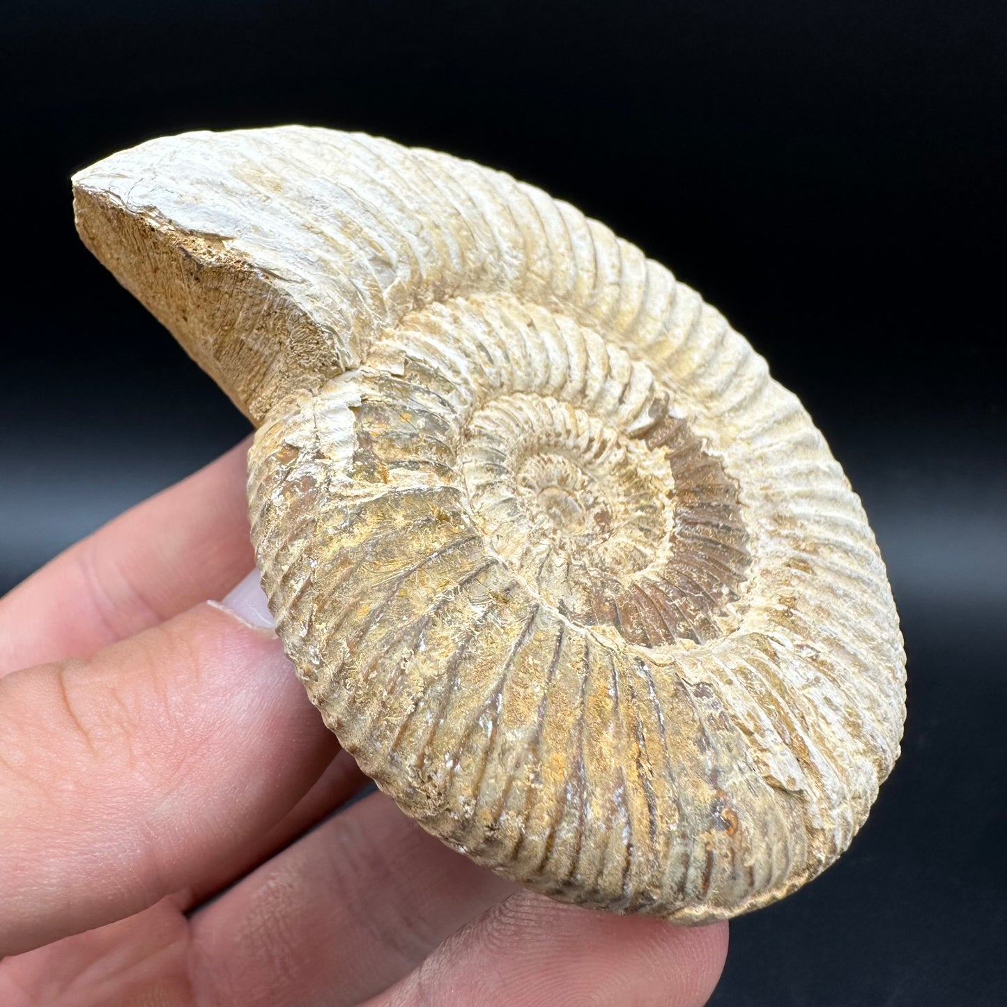 Dichotomosphinctes Ammonite Fossil With Box And Stand - Middle Jurassic Ammonite Madagascar
