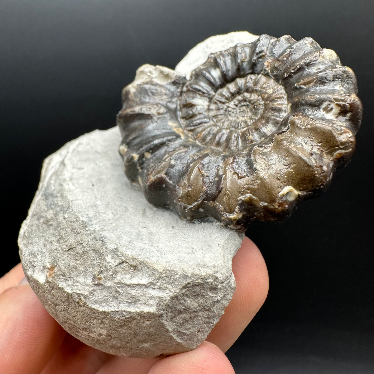 Androgynoceras maculatum ammonite fossil with box and stand - Whitby, North Yorkshire Jurassic Coast Yorkshire Fossils