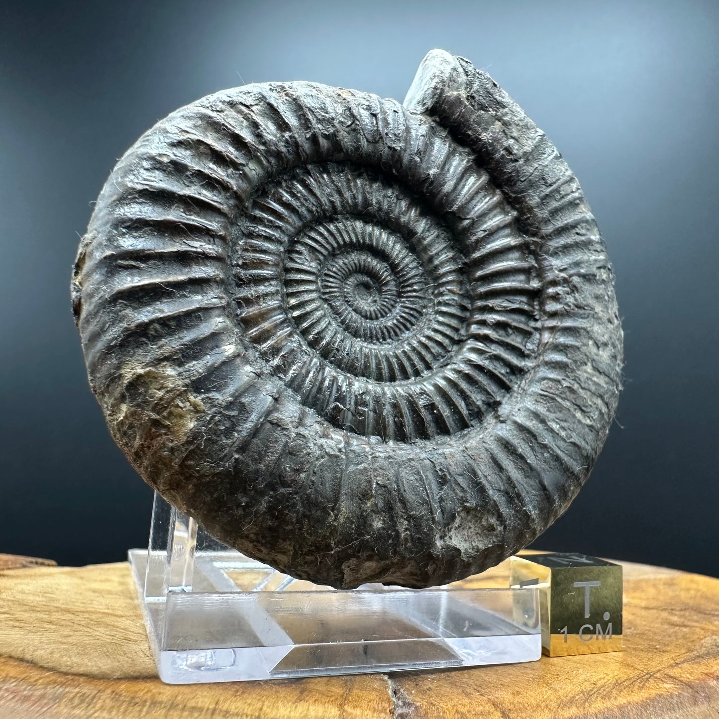 Dactylioceras Ammonite Fossil With box and Stand - Whitby, North Yorkshire Jurassic Coast Yorkshire Fossils