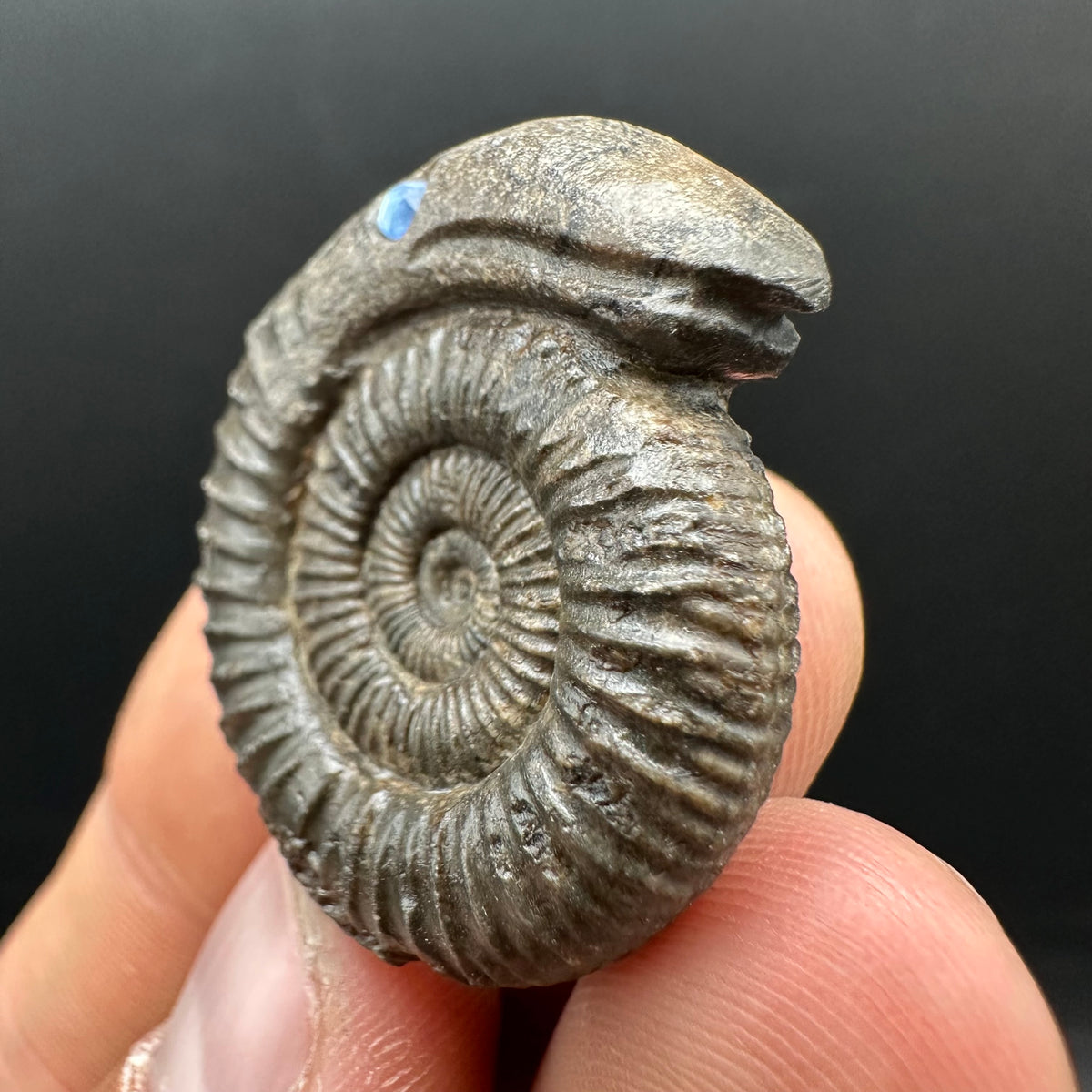 Snakestone Ammonite Fossil With Bag/Box And Stand - Whitby, North Yorkshire Jurassic Coast Yorkshire Fossils