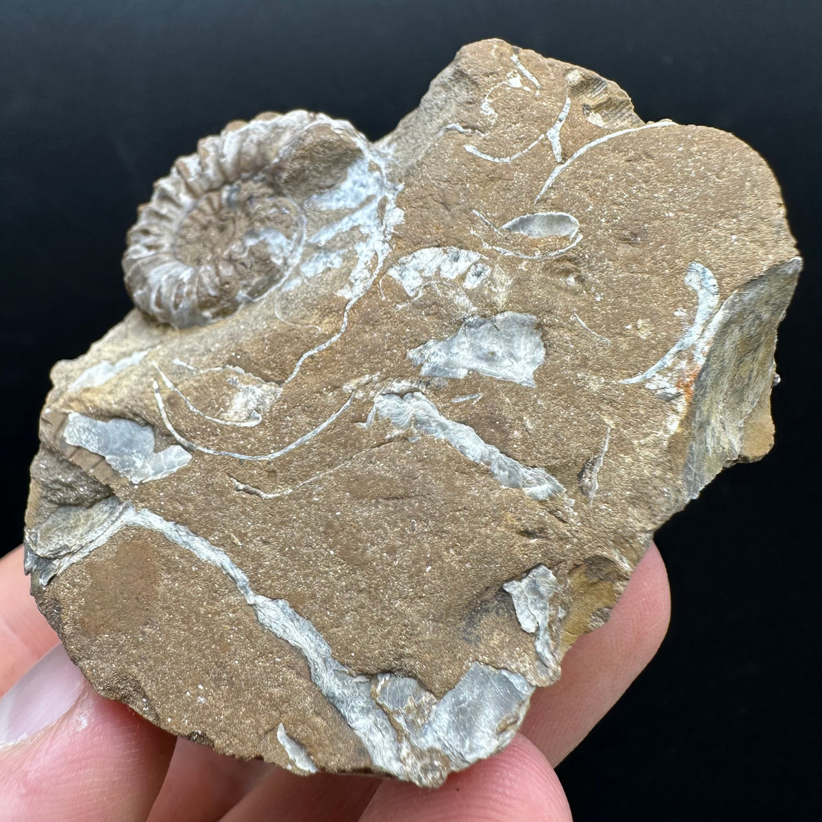 Androgynoceras capricornus Ammonite Fossil With Stand - Whitby, North Yorkshire Jurassic Coast Yorkshire Fossils