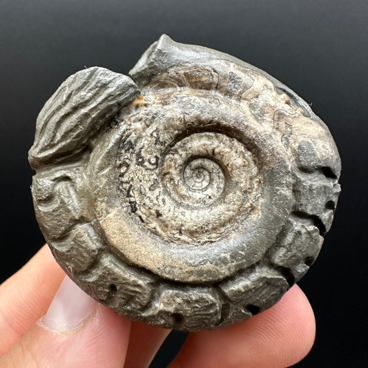 Snakestone Ammonite Fossil With Bag/Box And Stand - Whitby, North Yorkshire Jurassic Coast Yorkshire Fossils