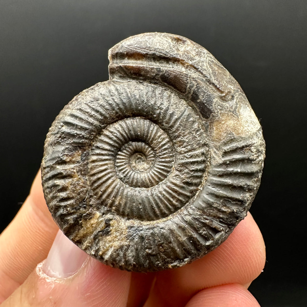 Snakestone Ammonite Fossil With Bag/Box And Stand - Whitby, North Yorkshire Jurassic Coast Yorkshire Fossils