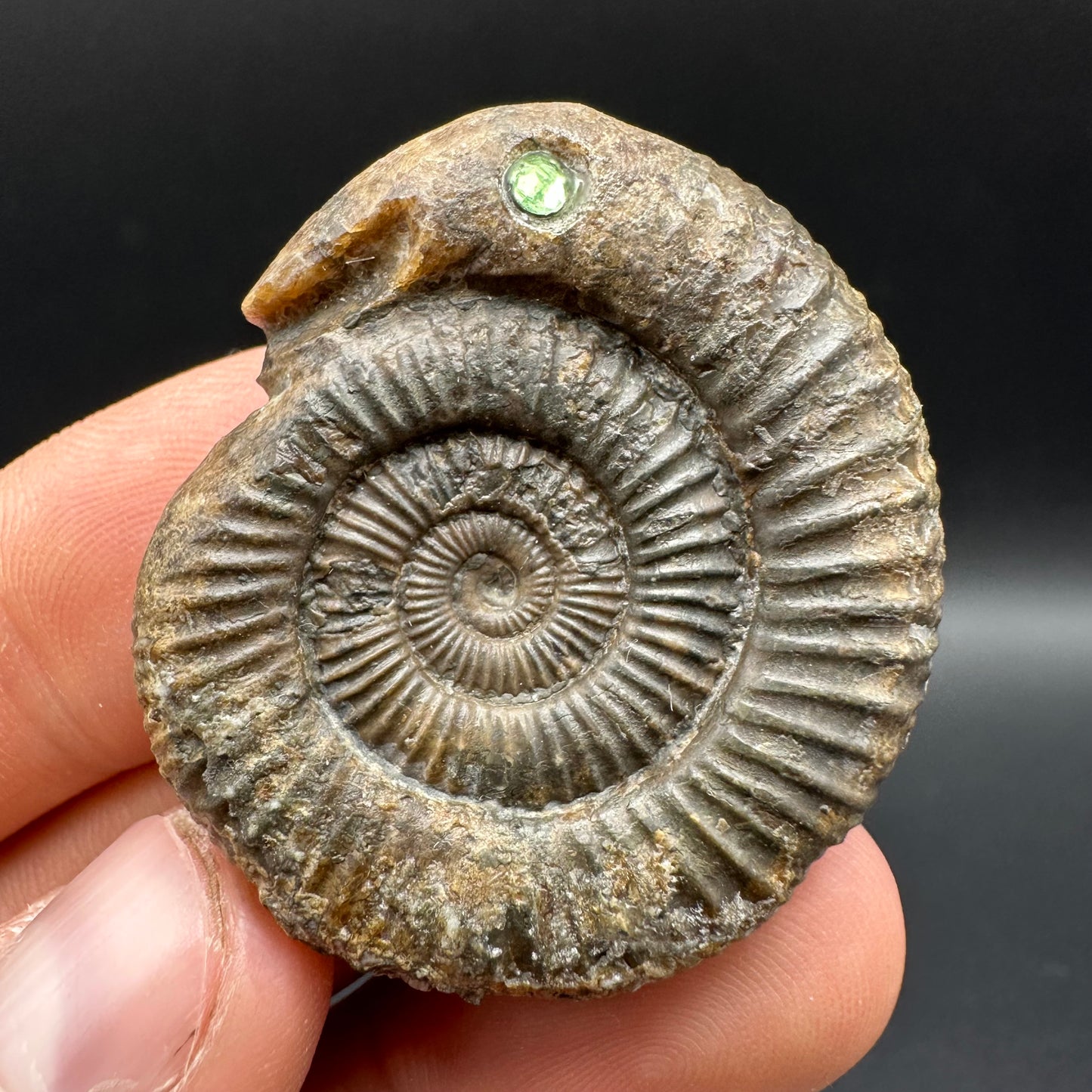 Snakestone Ammonite Fossil With Bag/Box And Stand - Whitby, North Yorkshire Jurassic Coast Yorkshire Fossils