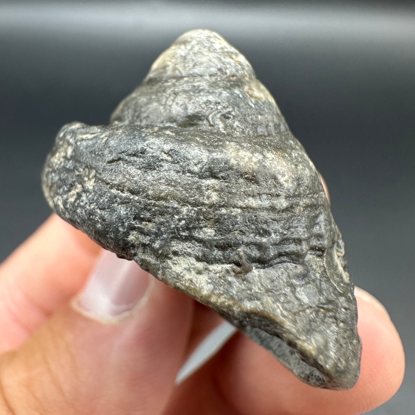 Gastropod Fossil Shell With Tin And Stand - Whitby, North Yorkshire, Jurassic Coast, Yorkshire Fossils