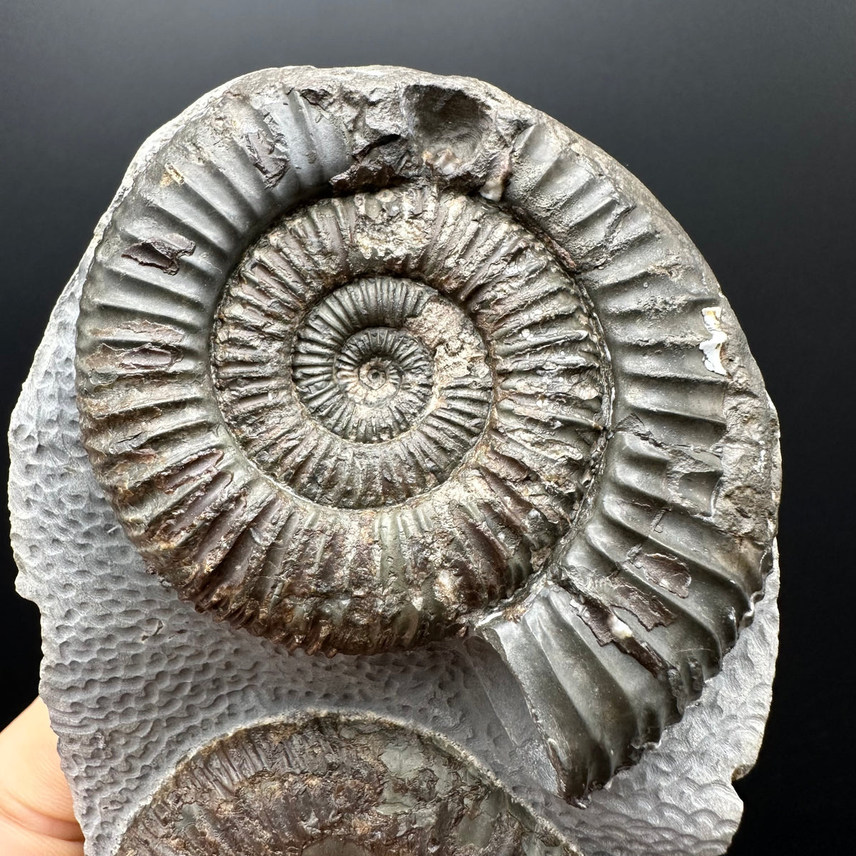 Dactylioceras Ammonite Fossil With Stand - Whitby, North Yorkshire Jurassic Coast Yorkshire Fossils
