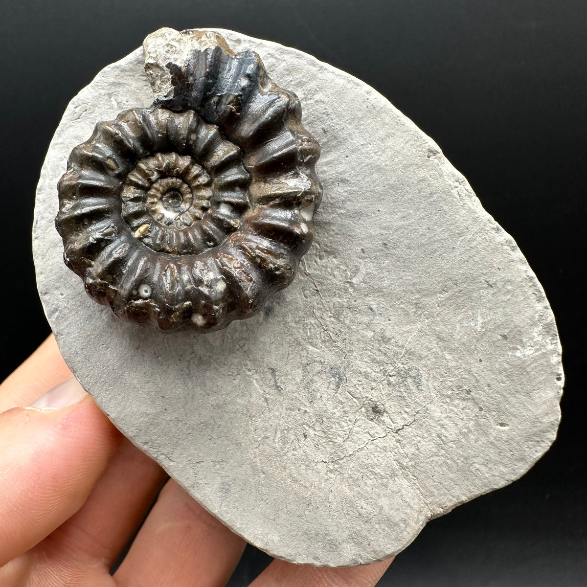 Androgynoceras maculatum ammonite fossil with box and stand - Whitby, North Yorkshire Jurassic Coast Yorkshire Fossils