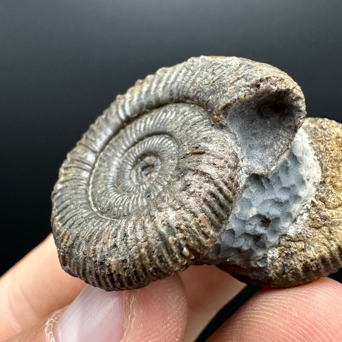 Dactylioceras Ammonite Fossil With Stand - Whitby, North Yorkshire Jurassic Coast Yorkshire Fossils