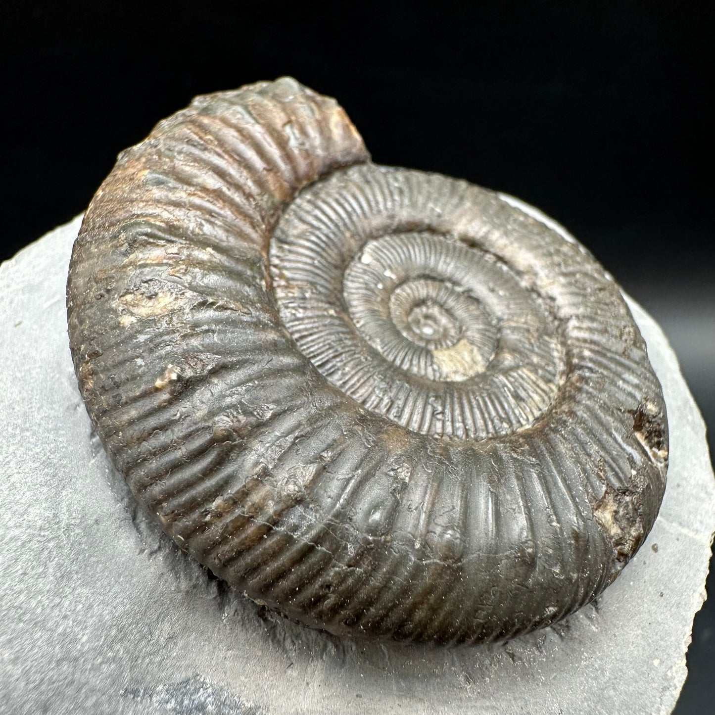 Peronoceras turriculatum Ammonite fossil with box and stand - Whitby, North Yorkshire Jurassic Coast, Yorkshire fossils
