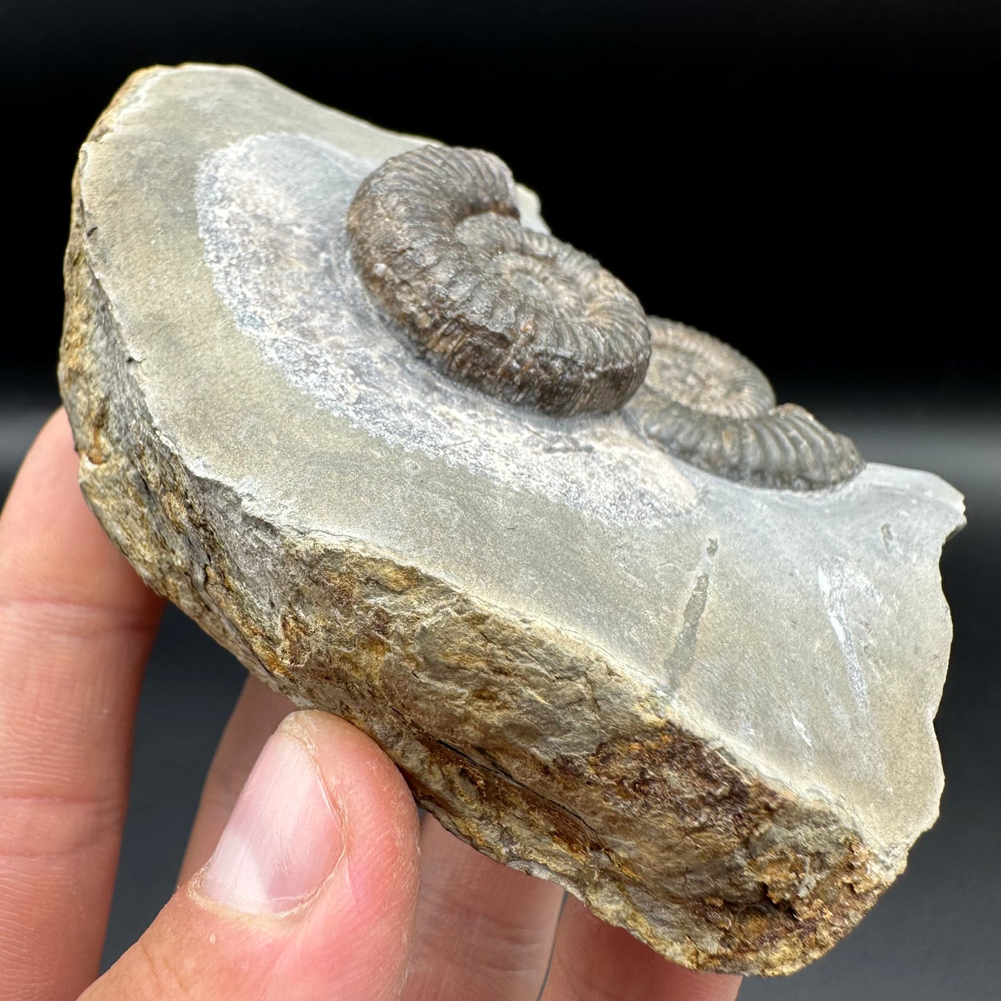 Zugodactylites ammonite fossil with box and stand - Whitby, North Yorkshire Jurassic Coast, Yorkshire fossils