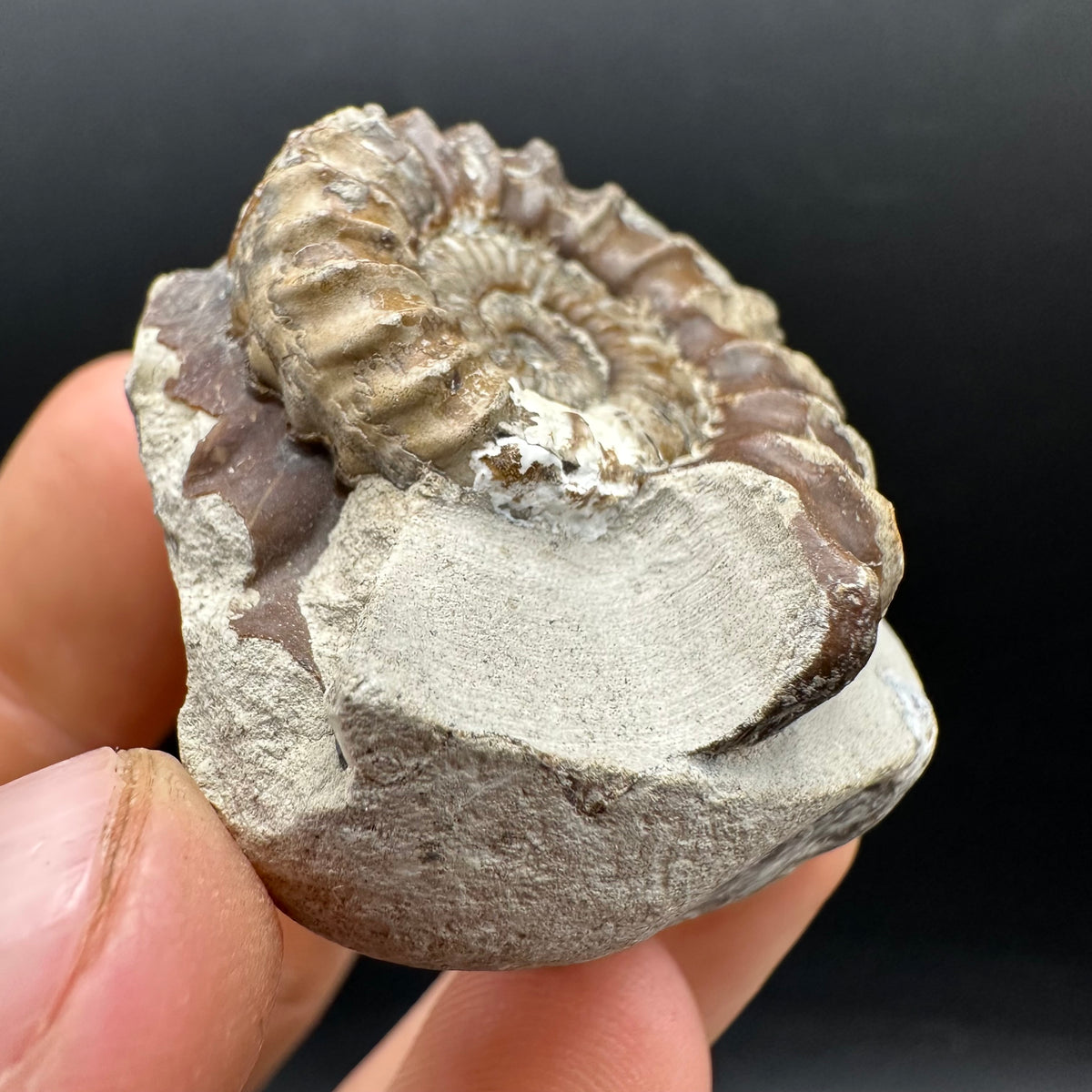 Oistoceras figulinum ammonite fossil with box and stand - Whitby, North Yorkshire Jurassic Coast Yorkshire Fossils