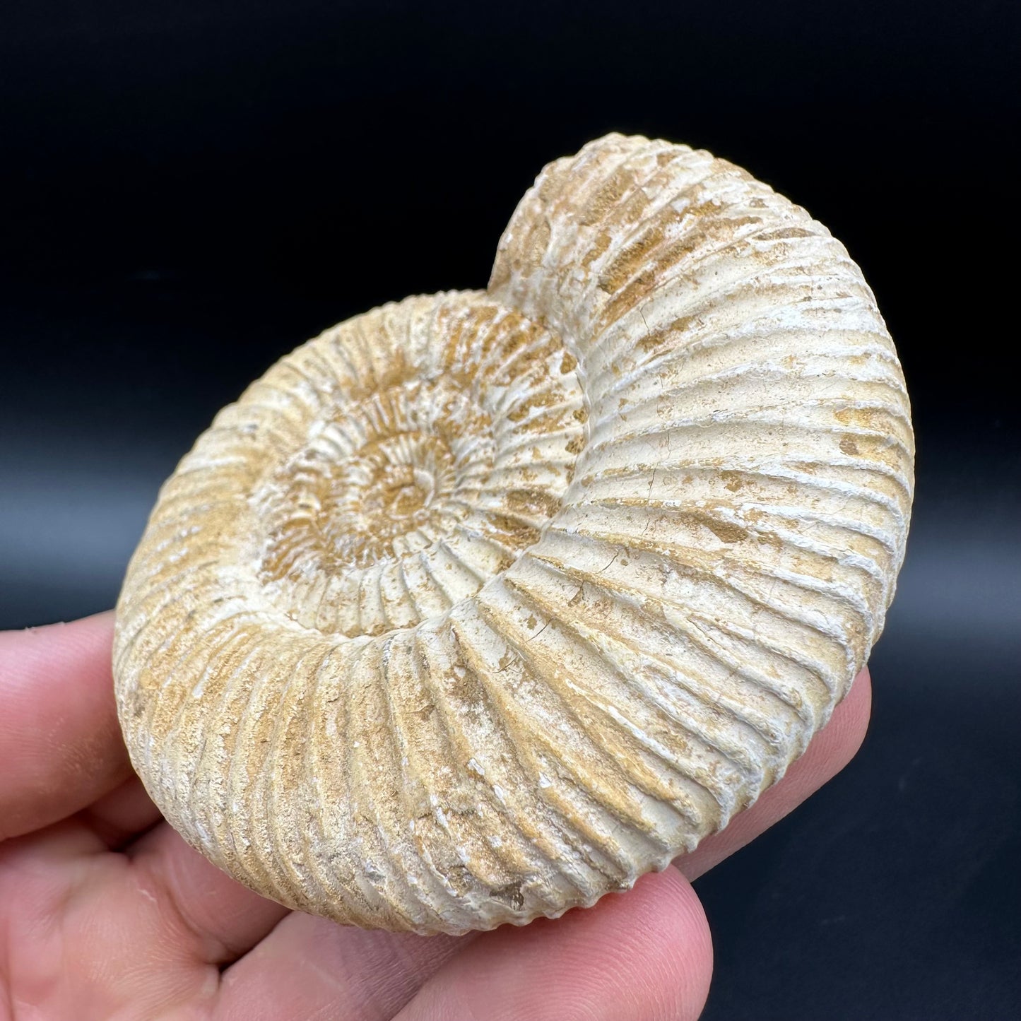 Dichotomosphinctes Ammonite Fossil With Box And Stand - Middle Jurassic Ammonite Madagascar