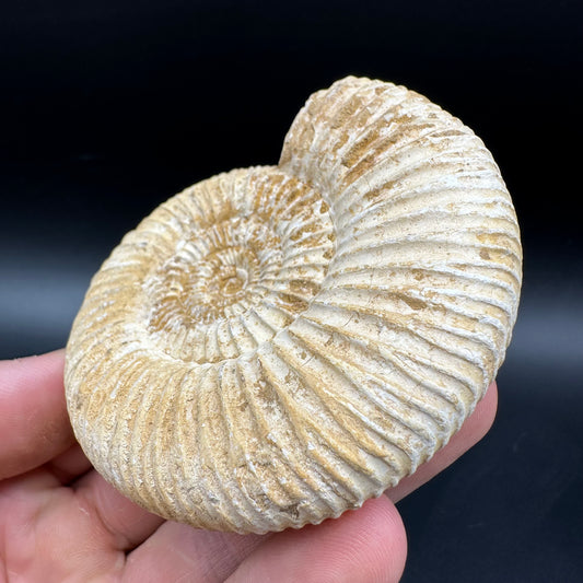 Dichotomosphinctes Ammonite Fossil With Box And Stand - Middle Jurassic Ammonite Madagascar