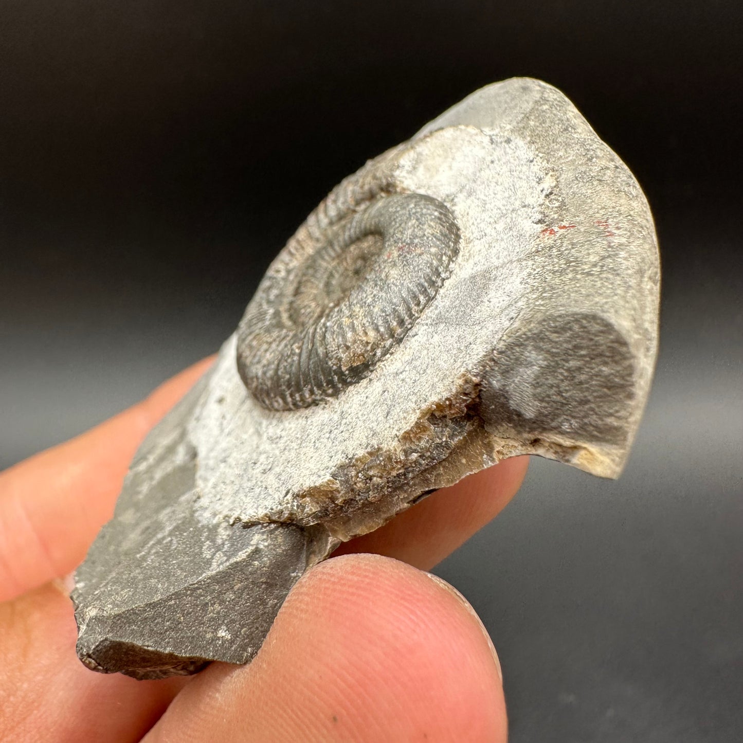 Dactylioceras Ammonite Fossil With Box And Stand - Whitby, North Yorkshire Jurassic Coast Yorkshire Fossils