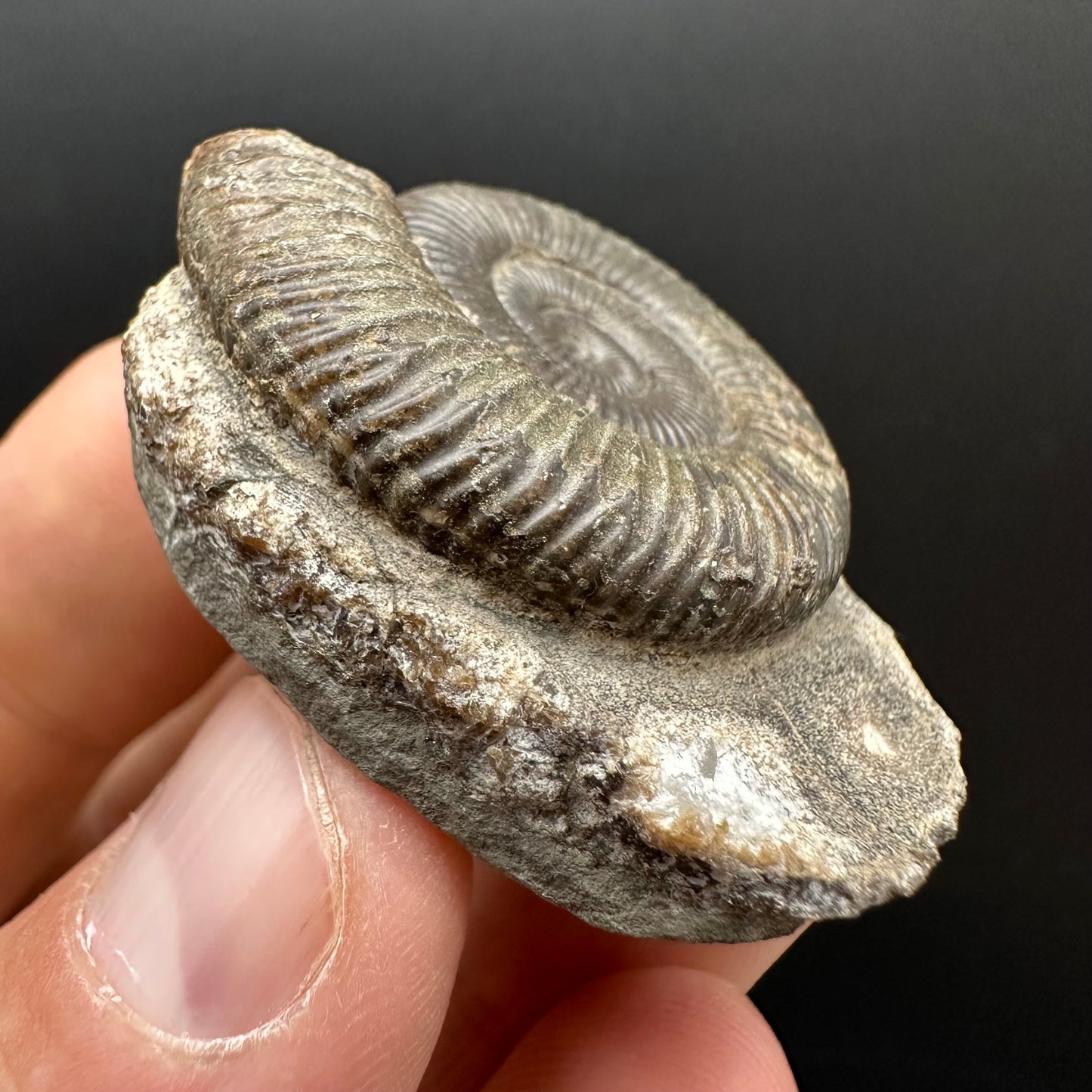Dactylioceras Ammonite Fossil Gift Set - Whitby, North Yorkshire Jurassic Coast Yorkshire Fossils