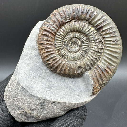 Dactylioceras Ammonite Fossil With Box And Stand - Whitby, North Yorkshire Jurassic Coast Yorkshire Fossils